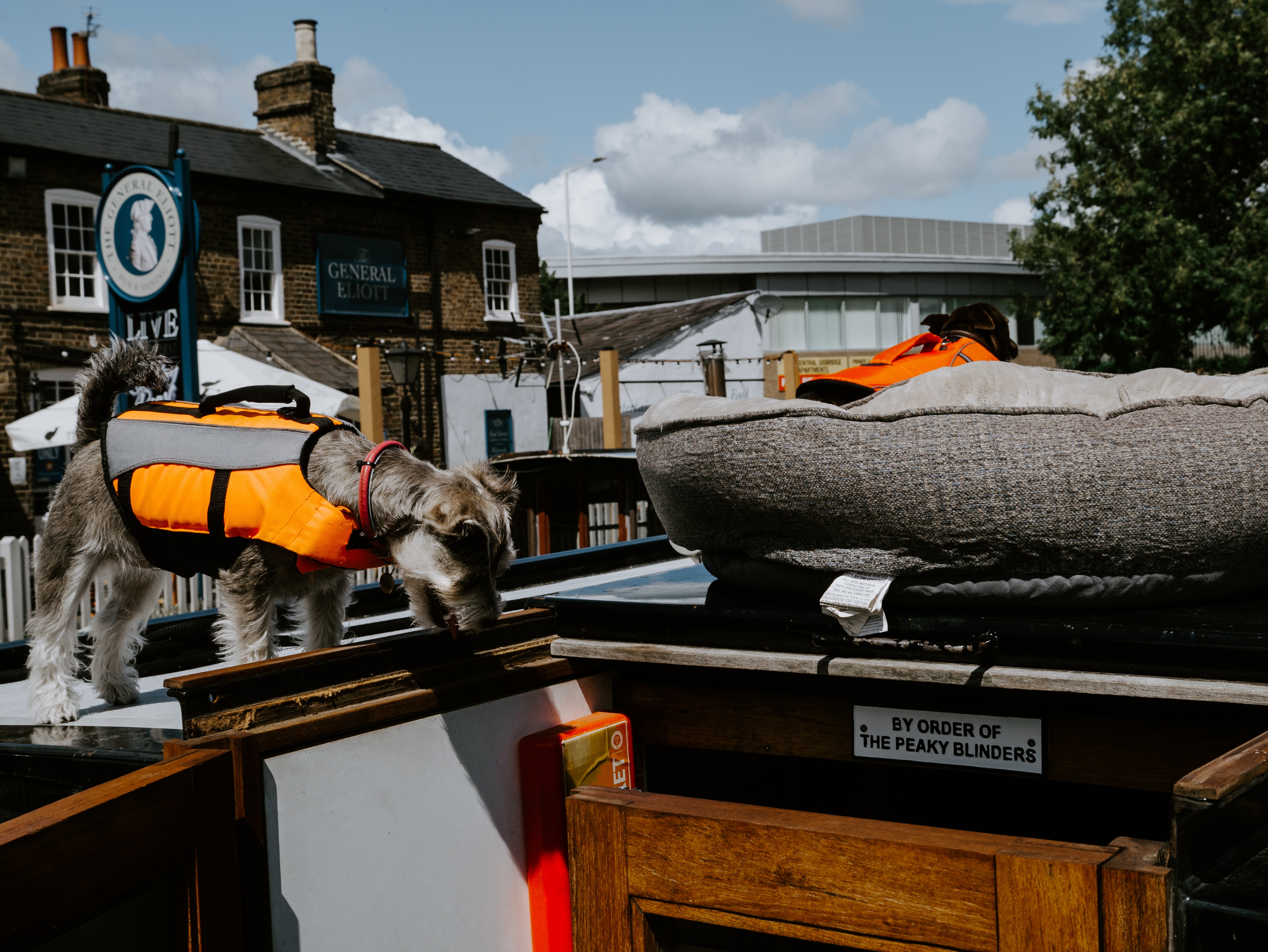 dog on narrowboat roof