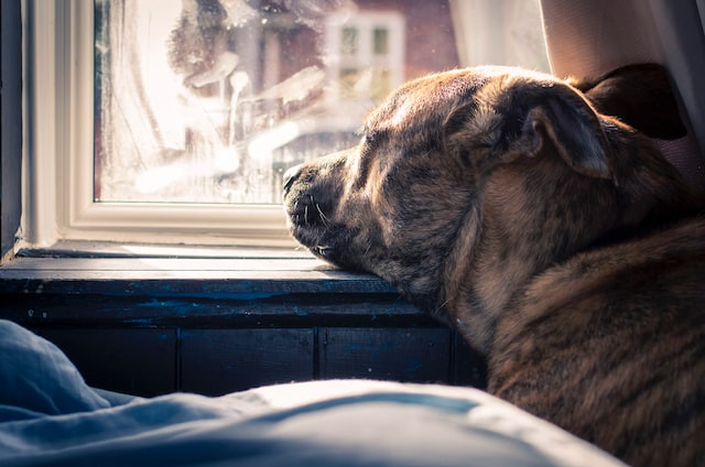 dog waiting whilst owners on holiday